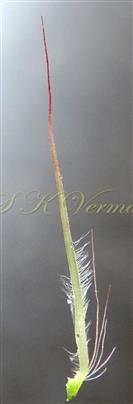  Parts of involucre - Broad and hairy inner longest involucral bristle and short  outer involucral bristles